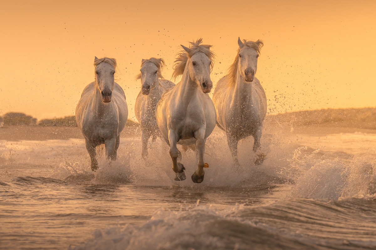 Camargue Horses by Albert Dros