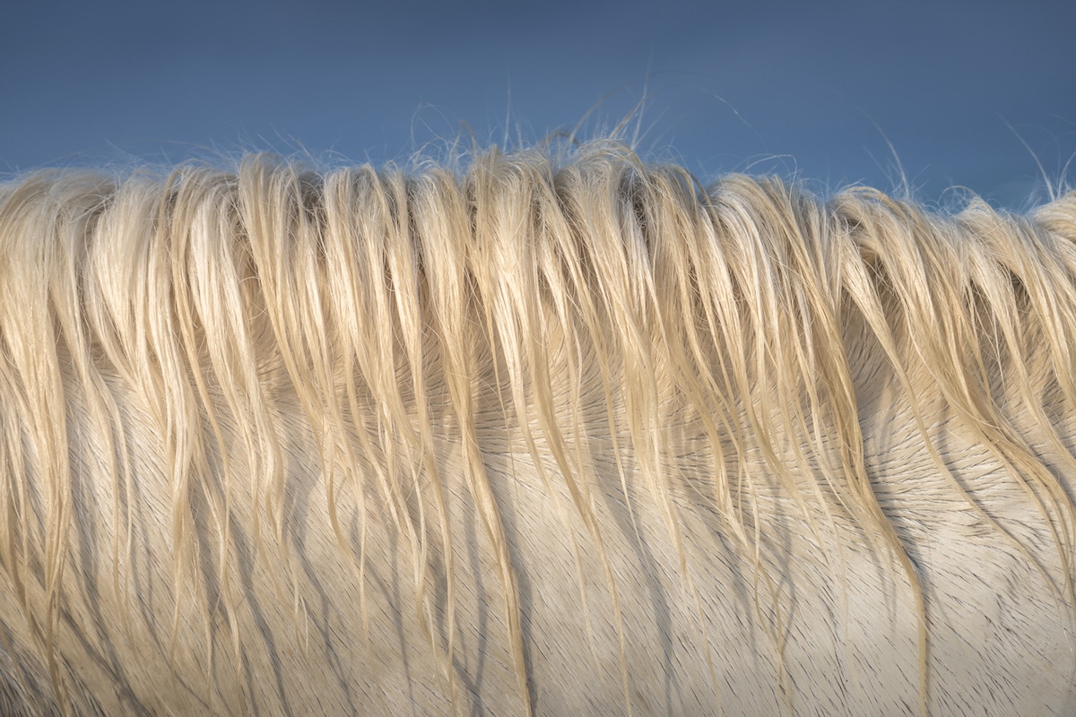 Camargue Horses by Albert Dros