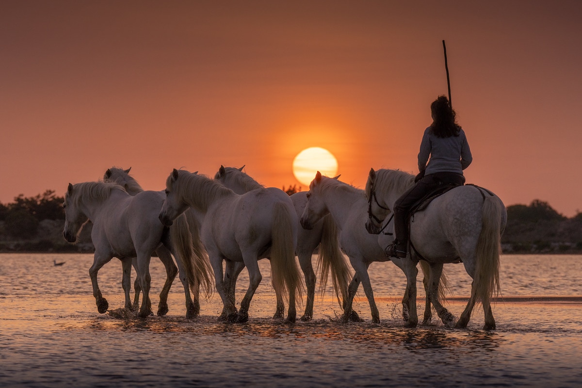 Camargue Horses by Albert Dros