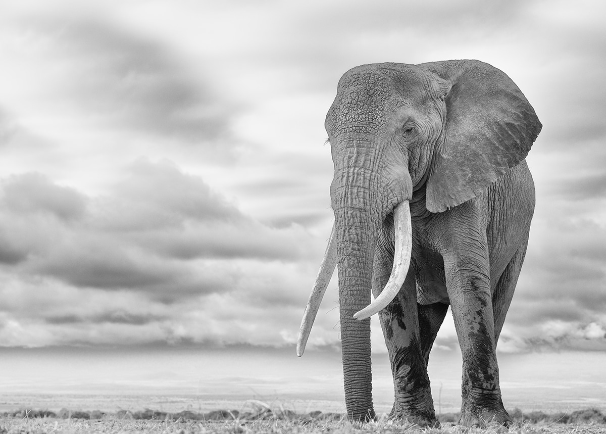 Elephant in Kenya