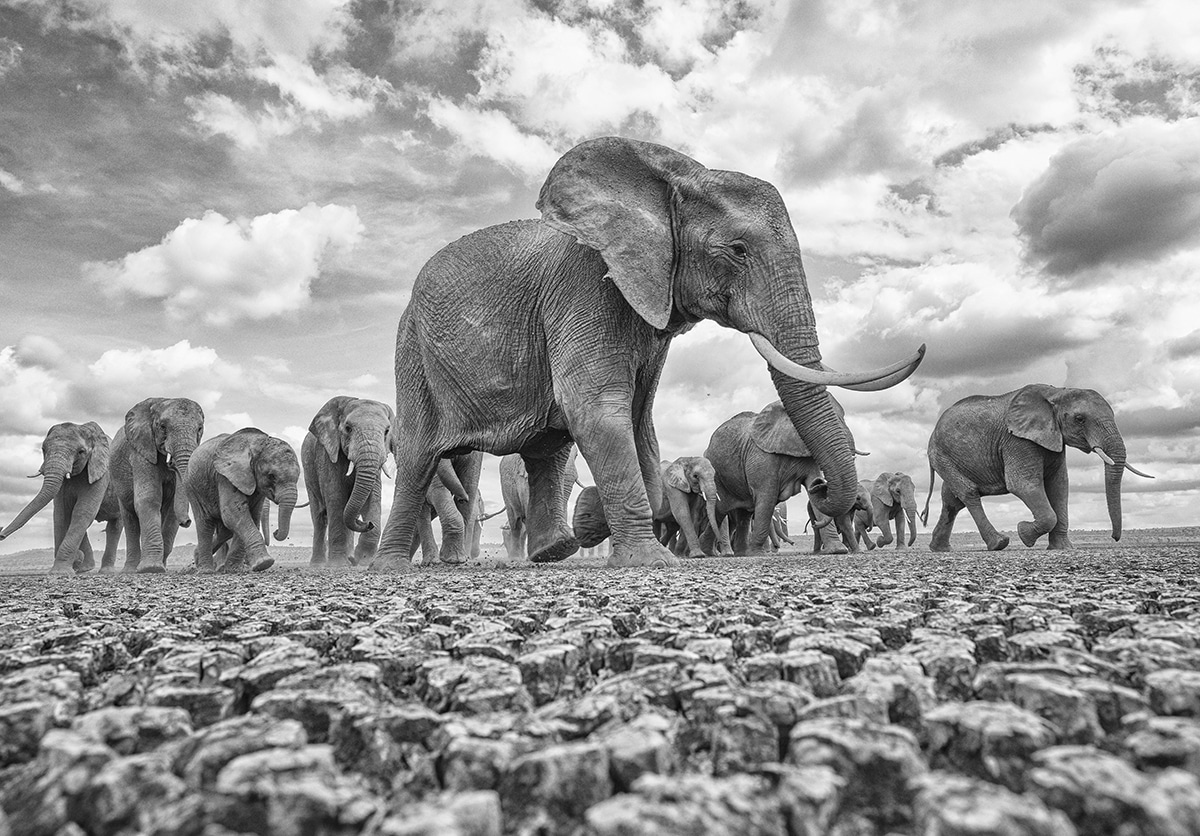 Elephant in Kenya