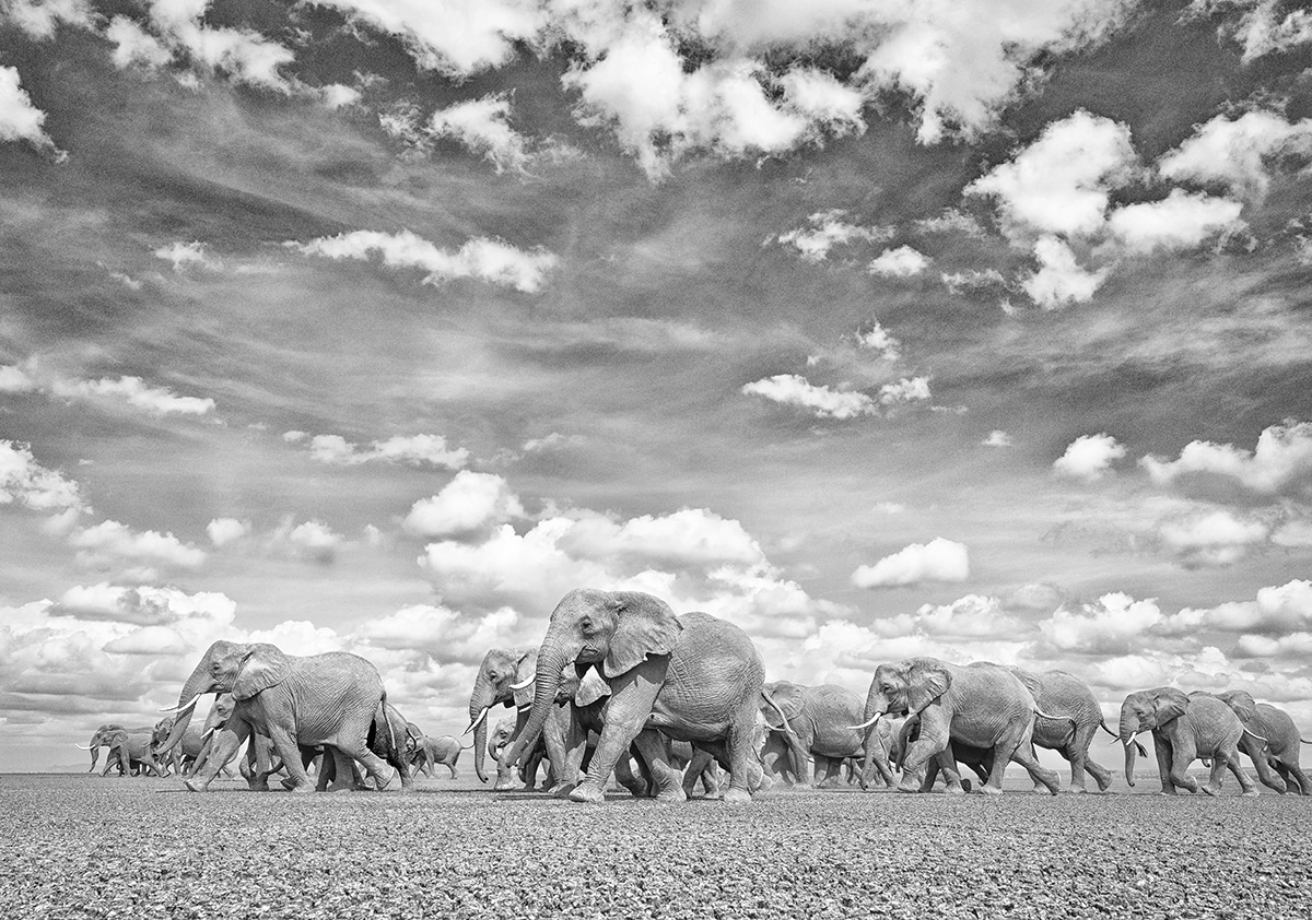 Elephant in Kenya