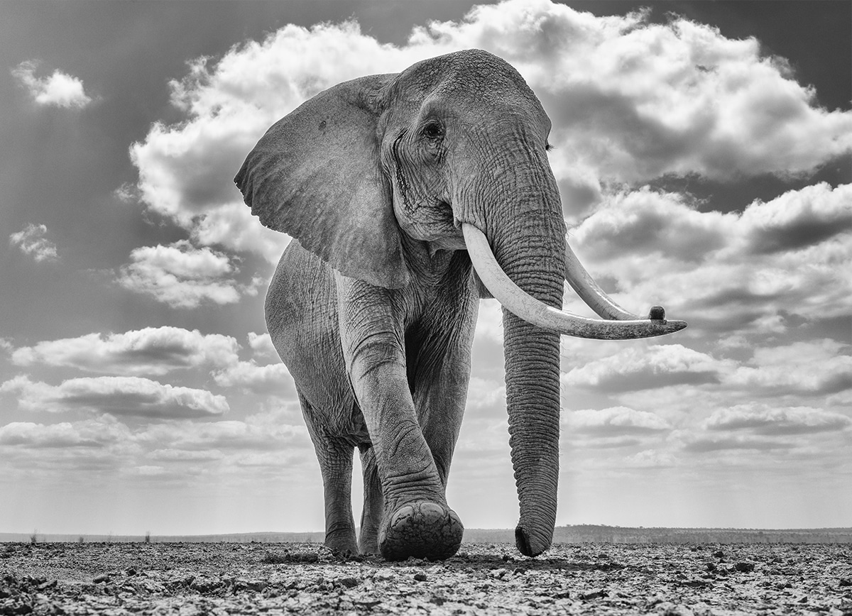 Elephant in Kenya