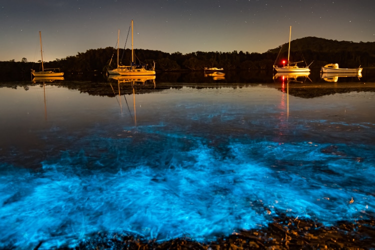 Bioluminescence blue glow from marine algae