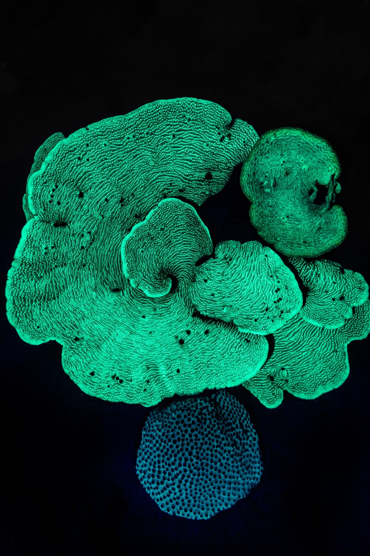 Bioluminescent coral in Aruba