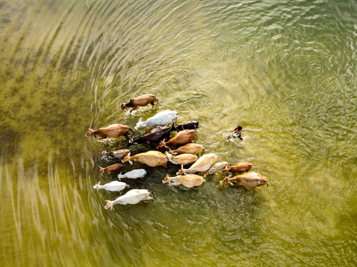 Farmer and cows wading through floodwaters in Bangladesh