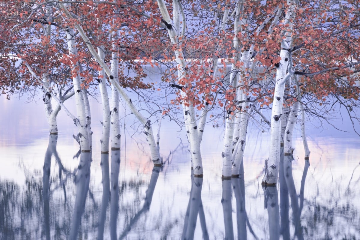 Birch trees over water