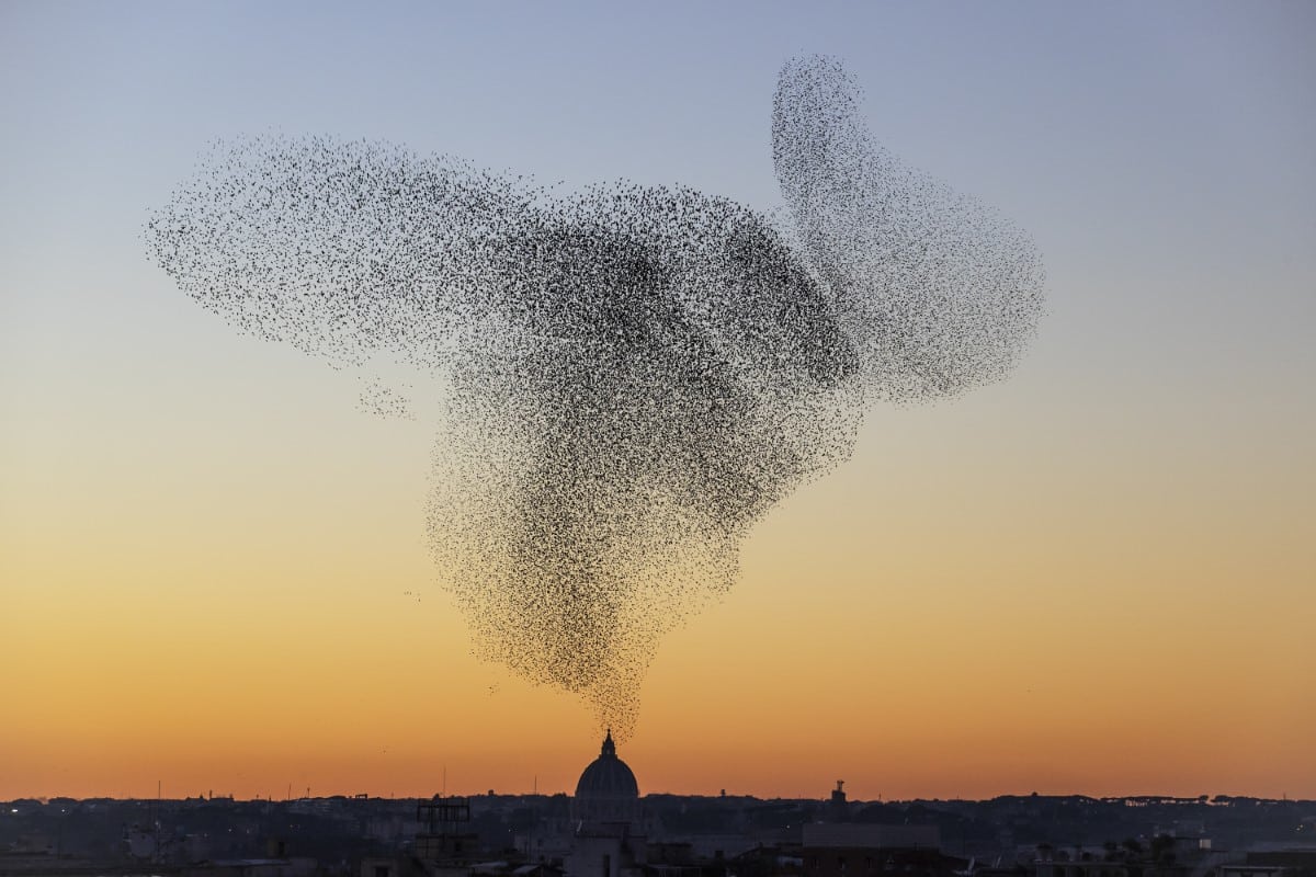 Starling Mumuration in Rome at sunset by Søren Solkær