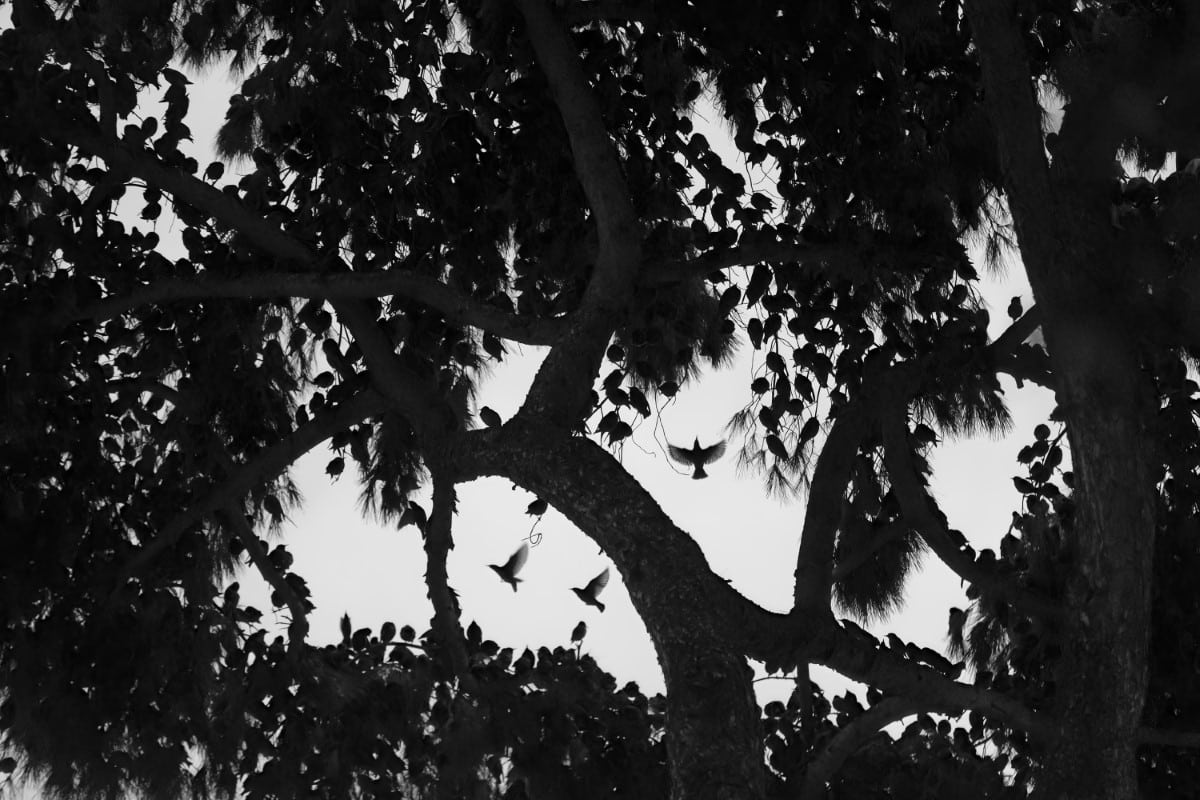 Starlings in Trees by Søren Solkær
