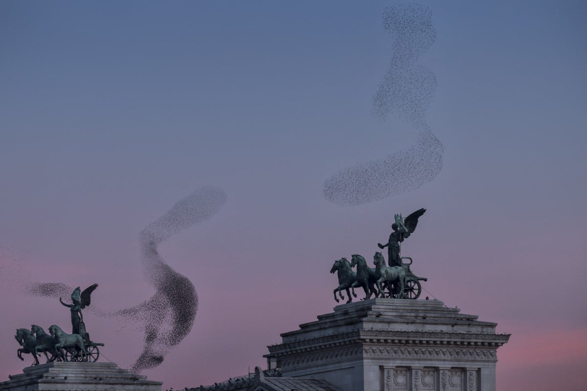 Starling Mumurations in Rome by Søren Solkær
